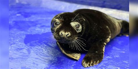 Rescuers Are Stunned When They Find Gray Seal Pup With Rare Skin Condition