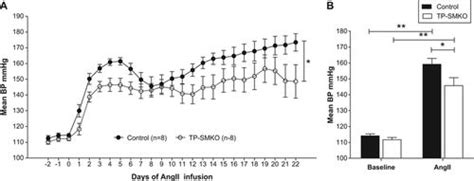 Thromboxane Receptors in Smooth Muscle Promote Hypertension, Vascular ...