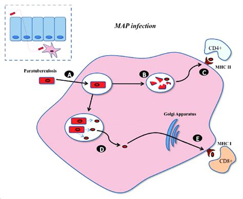 Mycobacterium avium paratuberculosis within macrophage. MAP infects by... | Download Scientific ...