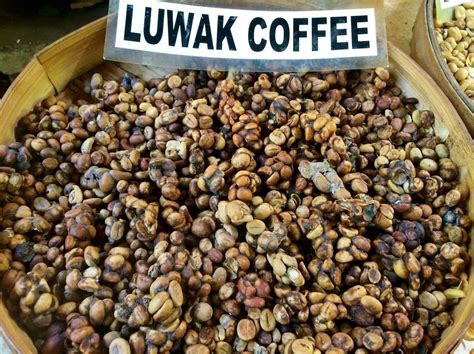 Certifiers Shutting Out Producers Using Caged Civets for Kopi Luwak | Daily Coffee News by Roast ...