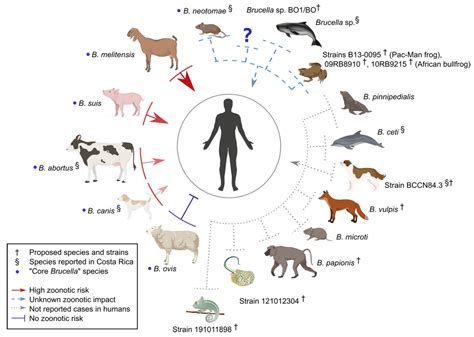 IJMS | Free Full-Text | Brucella Genomics: Macro and Micro Evolution