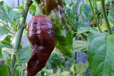 Chocolate Bhut Jolokia | Super Hot Chiles