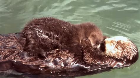 A newborn baby sea otter at Monterey Bay Aquarium is cuter than everything - 9Pickle