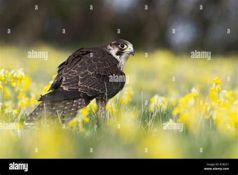 Peregrine falcon Falco peregrinus (captive), juvenile male, feeding on ...