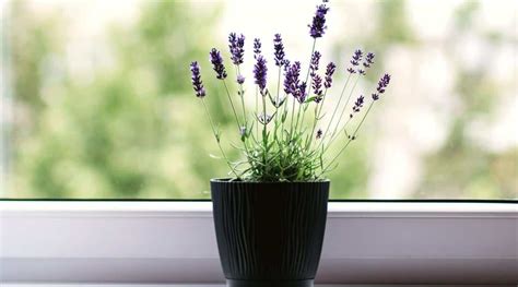 Growing Lavender Plants Indoors