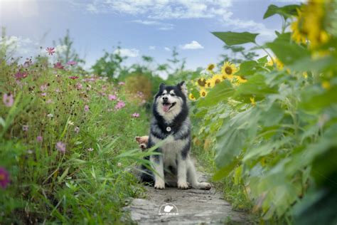 How to Groom a Alaskan Malamute at home? - SPIREPET