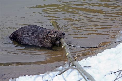 What Animals Live In The Taiga? - WorldAtlas