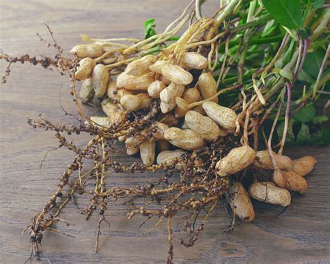 Perennial Peanut: A Hardy Drought-Tolerant Plant – SC Garden Guru