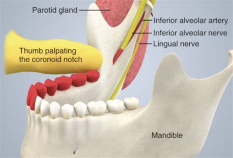 Oral Nerve Blocks — NUEM Blog