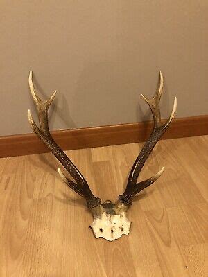 Sika Deer Antlers for sale in UK | View 61 bargains