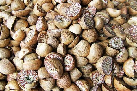 Health Benefits of Betel Nut — Healthy Builderz