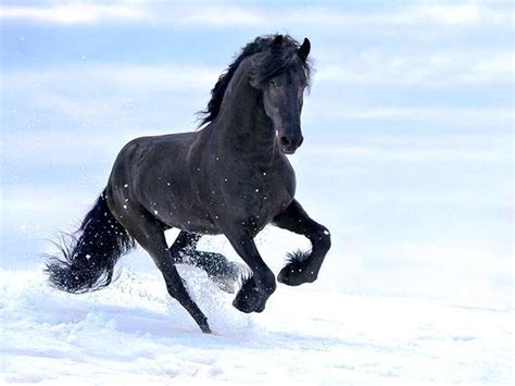 Black Friesian Horse Wallpapers - Top Free Black Friesian Horse ...