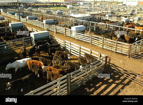 Oklahoma City, OK, Oklahoma, Oklahoma National Stockyard, cattle, cows, livestock Stock Photo ...