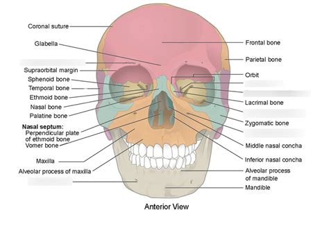 Skull Fissures and Foramen Diagram | Quizlet