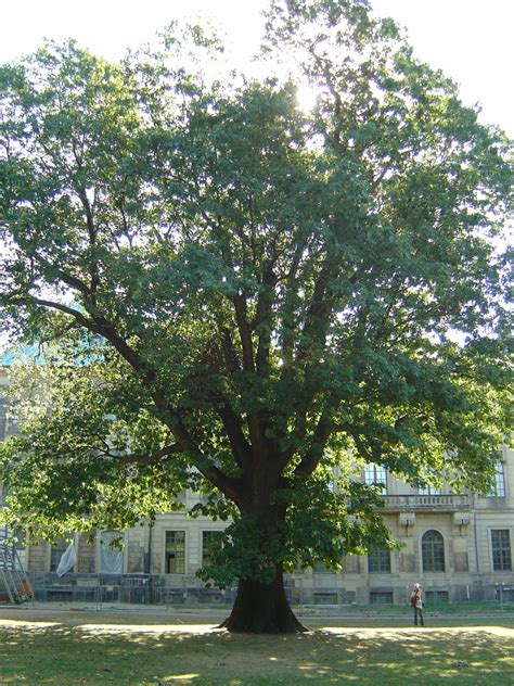 PlantWerkz: Northern Red Oak - Quercus Borealis