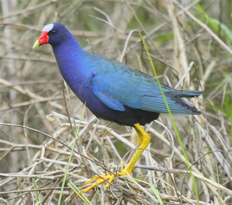 Aprende Todo Sobre Rallidae, Una Familia De Aves Aprende Todo Sobre Rallidae, Una Familia De Aves