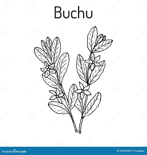 Buchu Agathosma Betulina , Medicinal Plant Stock Vector - Illustration of healthcare, drug ...