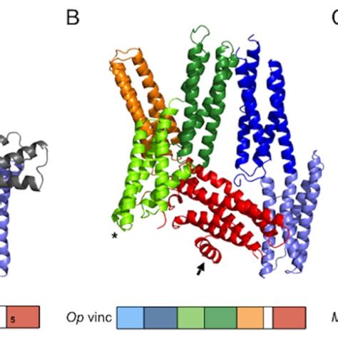 High resolution crystal structure of full-length Op vinculin (A-C)... | Download Scientific Diagram