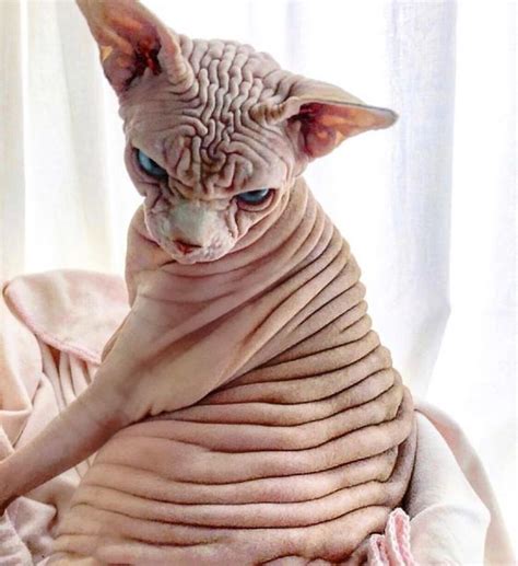 Check Out These Devious-Looking Hairless Wrinkly Cats - Demotix.com