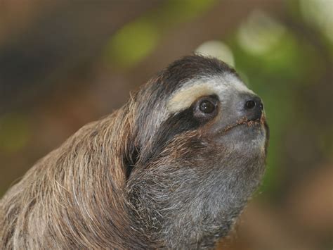 The Online Zoo - Brown-throated Sloth