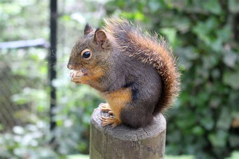 Sciurus granatensis (Red-tailed Squirrel) by DanikaMilles on DeviantArt