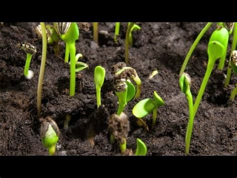 105# How to germinate flower seeds successfully || seeds germinate tips & care - YouTube