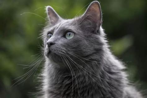 7 Grey (Blue) Cat Breeds (With Photos) - Cat-World