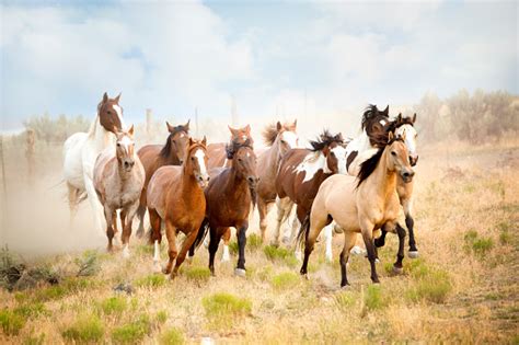 Majestic Herd Of Wild Horses Running In The Desert Freedom Bound Away From All That Would Do ...