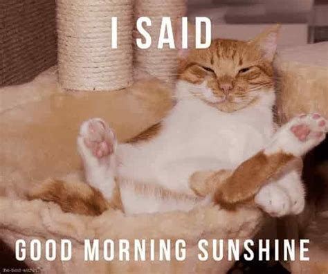 Cute Good Morning Sunshine Meme [ Best Collection ] | Good morning sunshine, Funny dog images ...