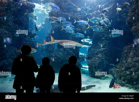 The aquarium of the Oceanographic Museum of Monaco Stock Photo - Alamy