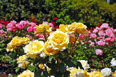 Roses – Orchards Nursery