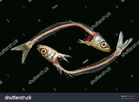 Sardine Fish Skeleton Shape Eye Pisces Stock Photo 53160874 - Shutterstock