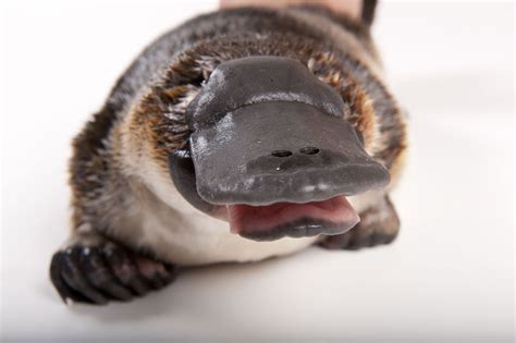 Picture of a platypus (Ornithorhynchus anatinus) at the Healesville ...