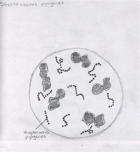 Cell Types and Structure: Streptococcus Pyogenes