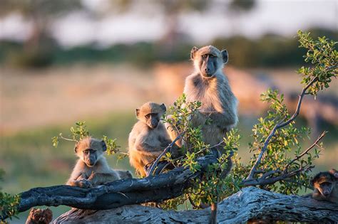 The Best Time To Visit Zimbabwe On Safari | Art Of Safari