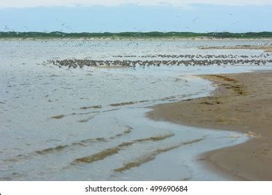 Flock Birds Sakhalin Island Russia Stock Photo 499690684 | Shutterstock