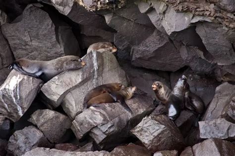 Galápagos Fur Seal - Facts, Diet, Habitat & Pictures on Animalia.bio