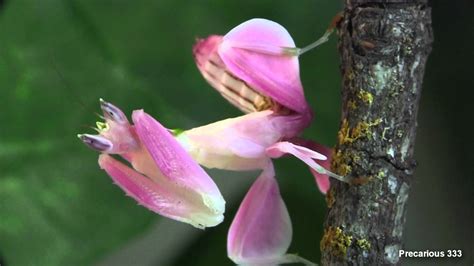 The Malaysian Orchid Mantis (Hymenopus coronatus) is from the rain forests of southeast Asia ...