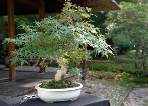 Dwarf Green Japanese Maple Bonsai Tree - campestre.al.gov.br