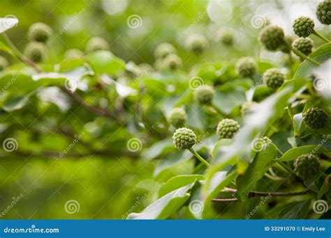 Dogwood Seed Heads stock photo. Image of tree, leaves - 33291070