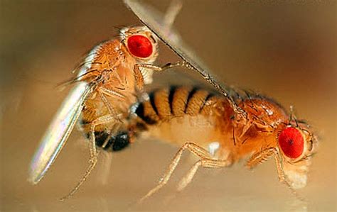 Fruit Flies (Drosophila melanogaster) - Tropical Fish Keeping