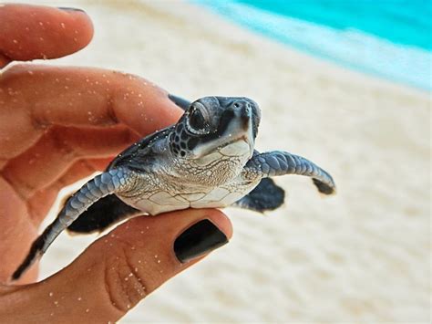 tortuga marina bebé | Baby turtles, Sea turtle pictures, Pet turtle