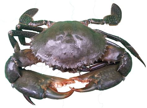 Mud crab | NT.GOV.AU