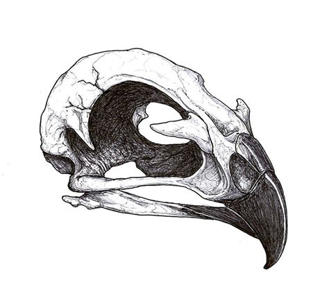 Hawk Skull Tattoo Flash by DickStarr on DeviantArt