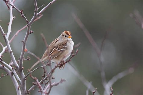 White-Crowned Sparrow - A-Z Animals