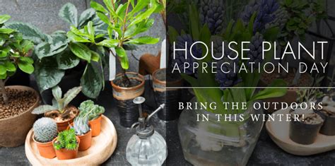 Houseplant Appreciation Day- The Benefits of Houseplants - Currans Flowers