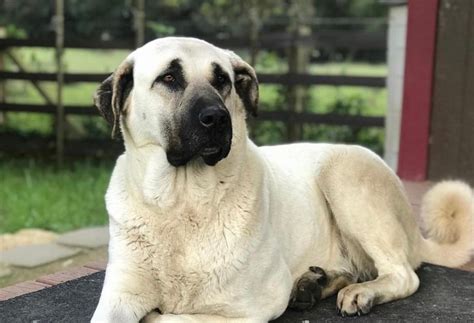 Is a Kangal Dog right for me? | Kangal Dog Club of America