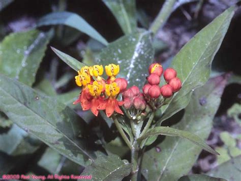 130 best images about Belize flora and fauna on Pinterest | Medicinal ...