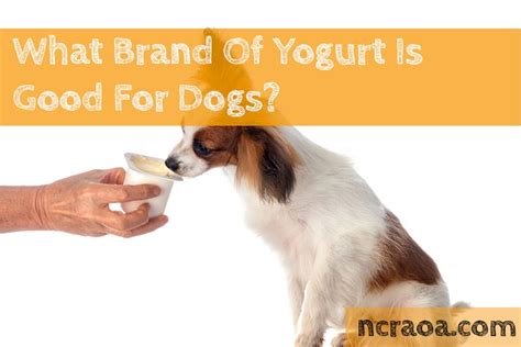 What Brand Of Yogurt Is Good For Dogs? | NCRAOA