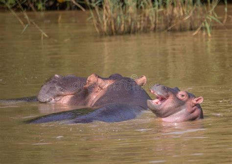 Hippopotamus Mother with Her Baby in the Water at the ISimangaliso Wetland Park Stock Image ...